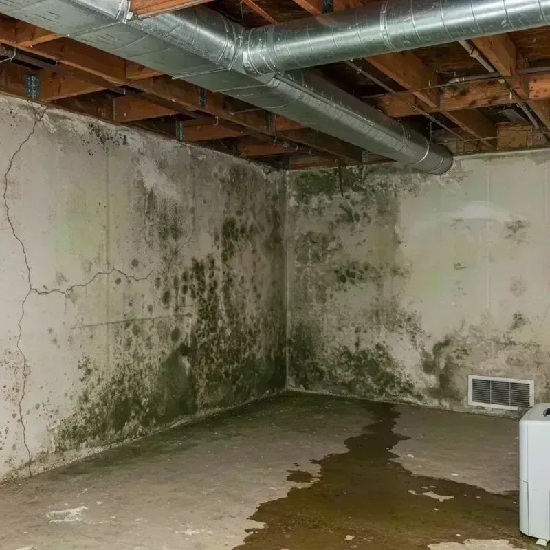 Professional Mold Removal in Ouray, CO